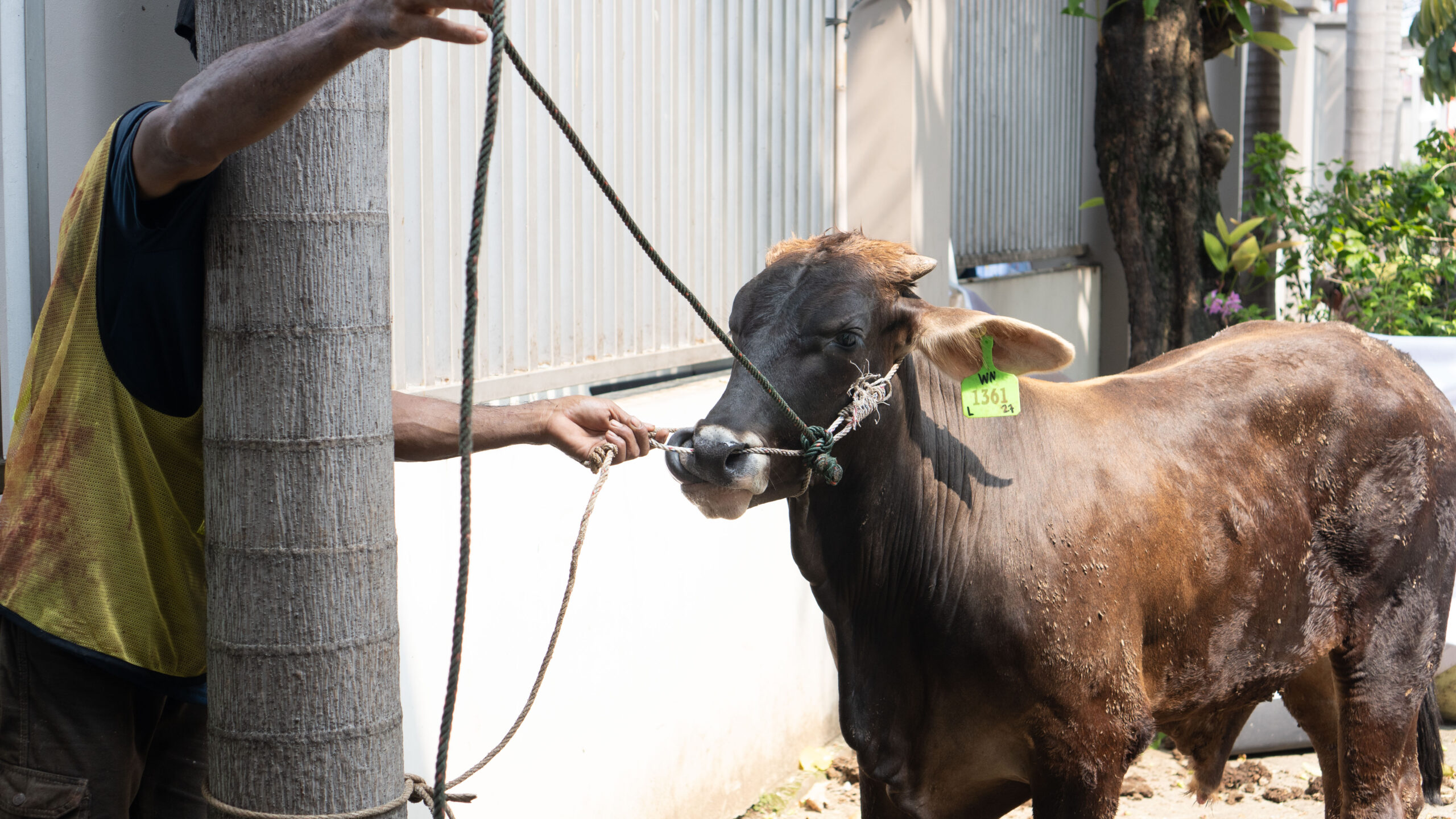 Sapi Qurban Sekolah Islam Harapan Ibu